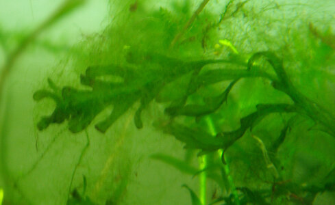 algen.jpg