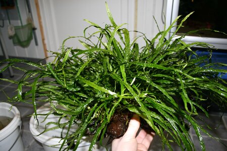 08.01.11 før klipping 2.JPG