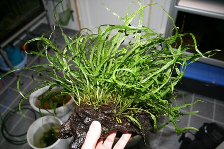 08.01.11etter klipping 2.JPG