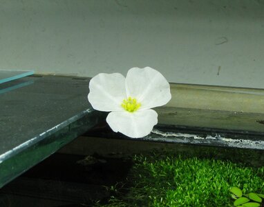 E red diamond Blüte.jpg