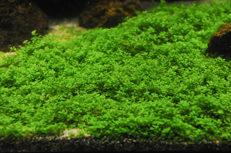 algen-6.jpg
