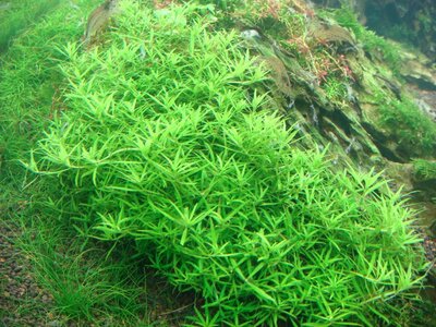 Limnophila sp. Vietnam 001 800x600.jpg
