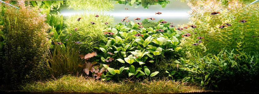 Aquarium-22.12.2022.jpg