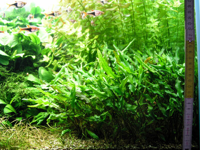 Cryptocoryne wendtii 02.01.2023.jpg