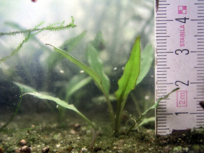 Cryptocoryne wendtii- Testbecken 01.10.2023.jpg