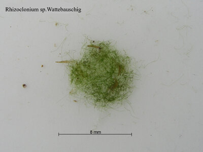 Rhizoclonium riparium-Wattebauschig.jpg