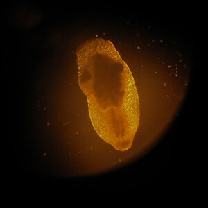 Macrostomum  09.02.2023.jpg