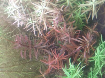Rotala.jpg