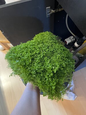 IMG_2999.jpeg