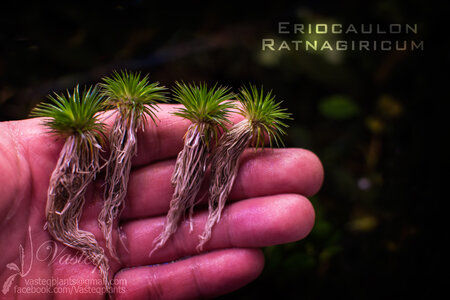 ratnagiricium.jpg