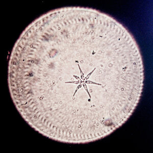 Tetraedron 06.02.2023.jpg