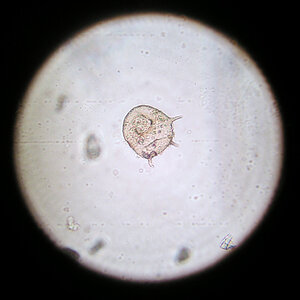 Mikroorganismen 03.08.2023.jpg