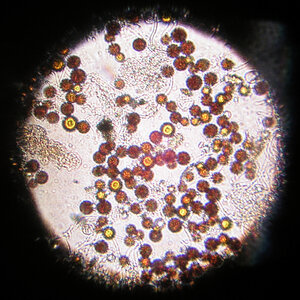 Haematococcus Pluvialis 09.08.2023-4.jpg