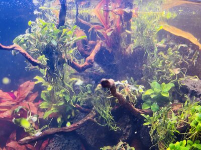 IMG_0734.jpeg
