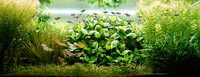 Aquarium 15.09.2023.jpg