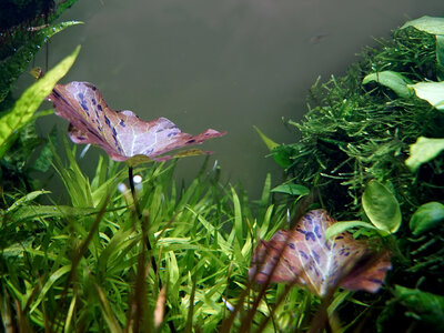 Aquarium Ausschnitt 02.10.2023.jpg