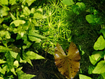 Heteranthera zosterifolia 21.10.20230.jpg