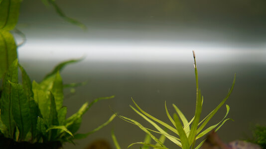 Heteranthera zosterifolia 30.10.2023.jpg