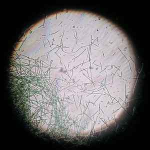 Oscillatoria-Schwingalgen 13.11.2023.jpg