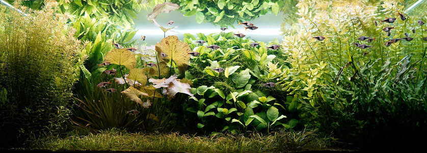 Aquarium 24.11.2023-2.jpg