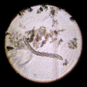 Aeolosoma variegatum 29.11.2023.jpg