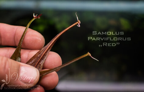 samol-seed.jpg
