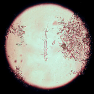 3-Mikroorganismen 15.01.2024.jpg