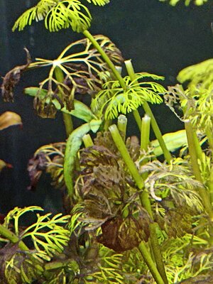 IMG_20240218_215217.jpg