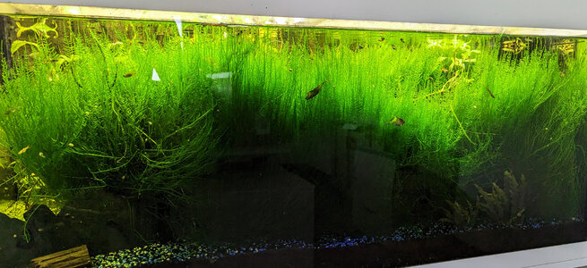 Moss3.jpg