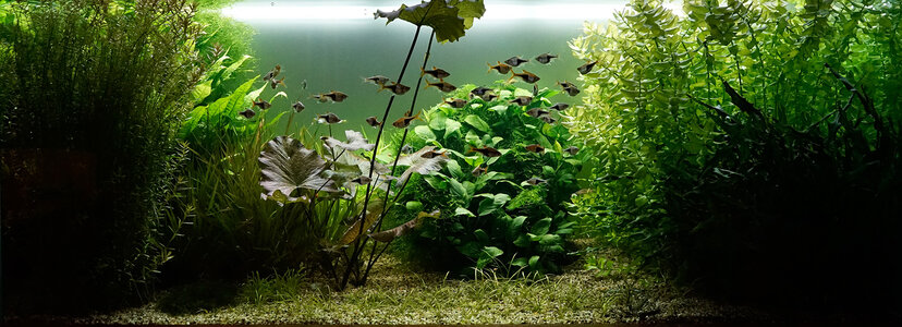 Aquarium 24.04.24.jpg