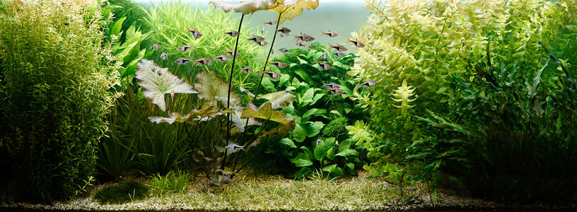 Aquarium 14.05.24.jpg