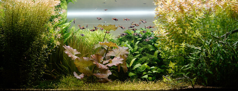 Aquarium 10.07.2024.jpg