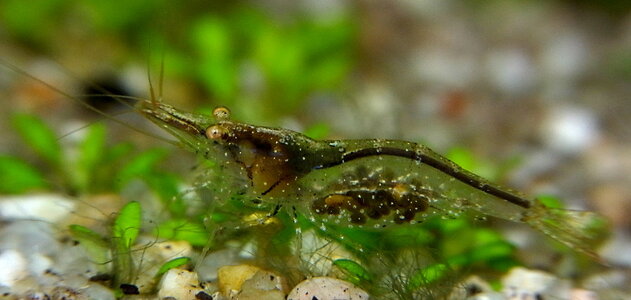 Caridina_simoni_simoni.JPG