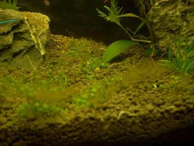 DSCN1455.JPG