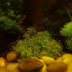 Pogostemon Helferi Startschwierigkeiten.JPG