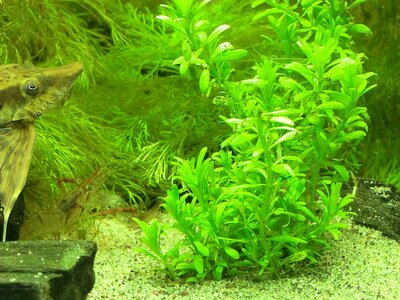 comp_Rotala Boschii 0091.jpg