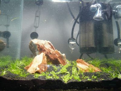 aquarium2.gif