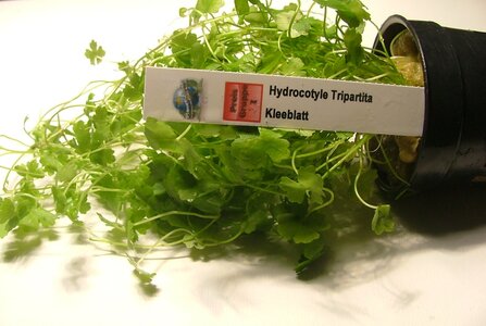H. tripartia.JPG