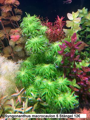 Syngonanthus macrocaulon.jpg