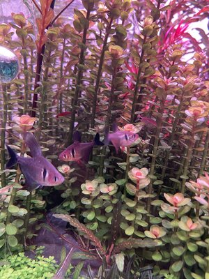 IMG_9128.jpeg