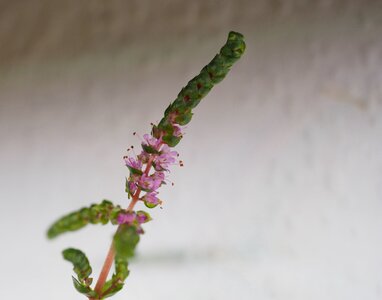 IMG_1701.jpeg