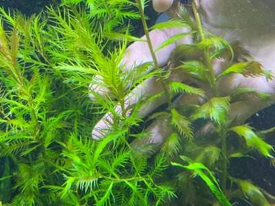 Proserpinaca.jpg