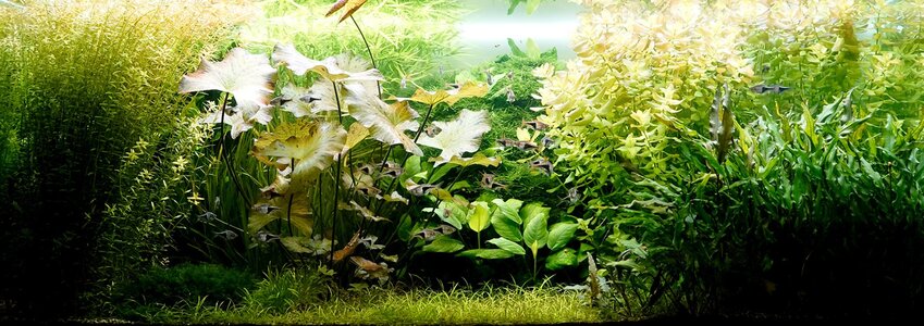 Aquarium 24.03.2025.jpg