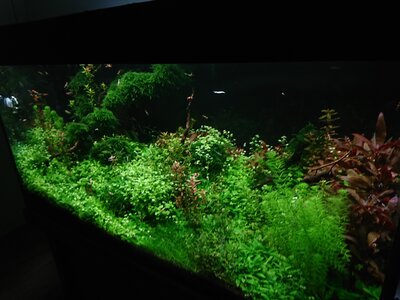 DSC_0040.JPG
