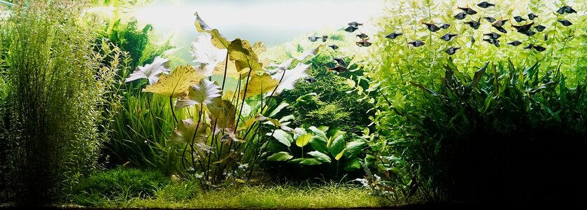 Aquarium 27.03.2025.jpg
