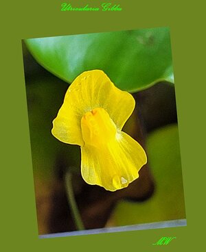 Utricularia gibba blüht 1.jpg