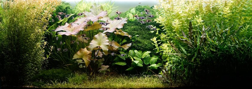 Aquarium 10.04.2025.jpg