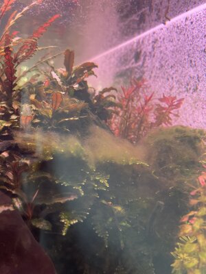 IMG_0086.jpeg