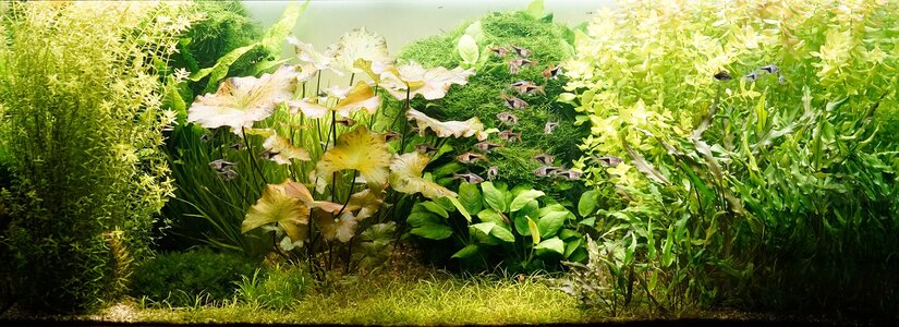 Aquarium 16.04.2025-1.jpg