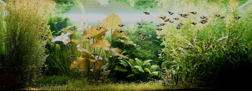 Aquarium 16.04.2025-2.jpg